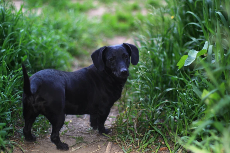 a black dog in the middle of tall grass