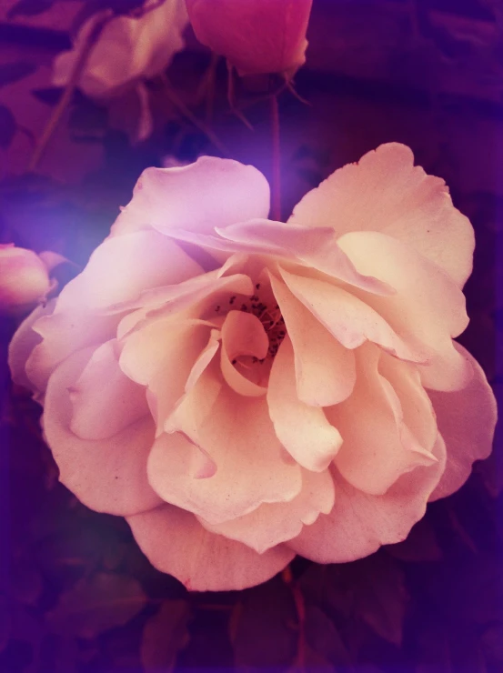 an overhead view of a flower with the colors of pink and purple