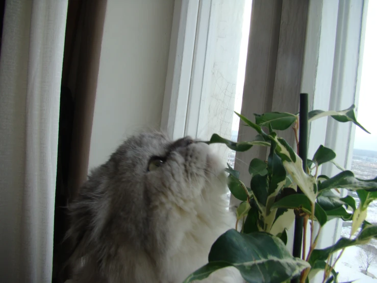 a white cat standing next to a window in front of a plant