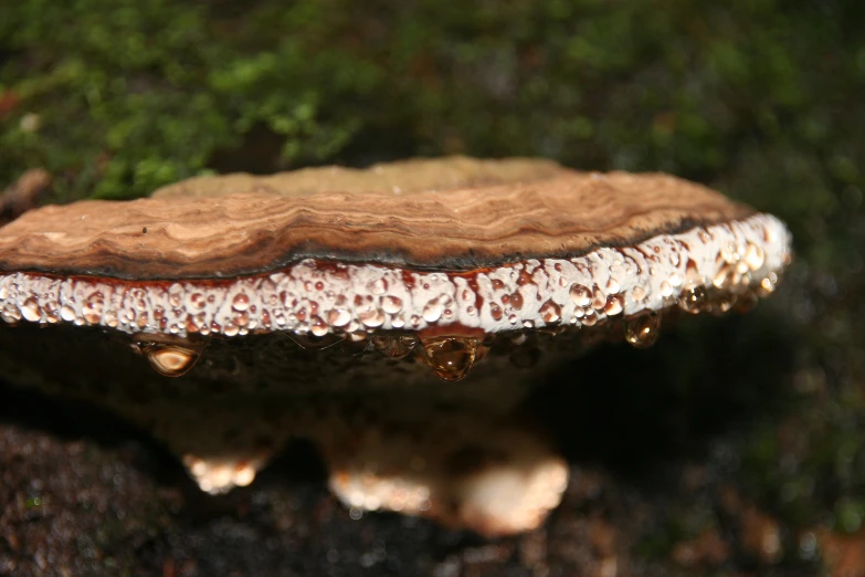 close up of a mushroom that appears to have a brown, white and silver top