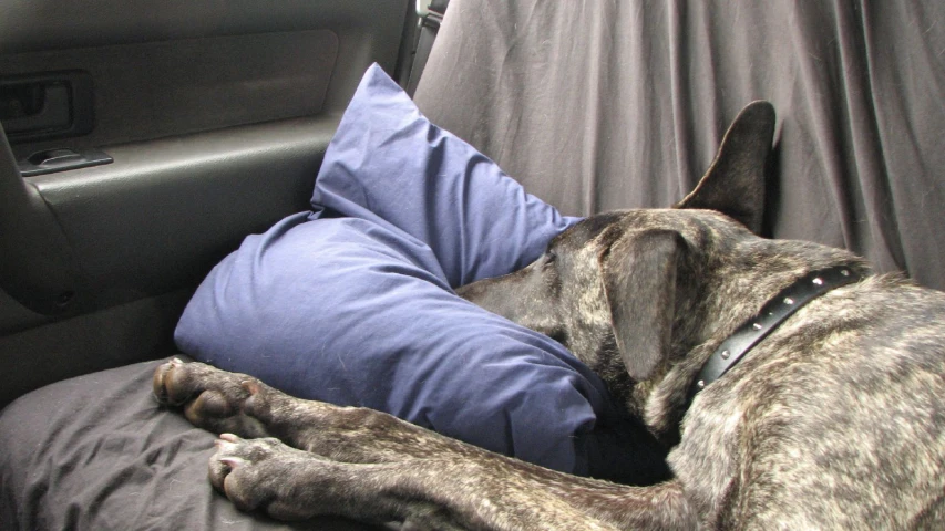 a large dog sleeping in the back seat of a car