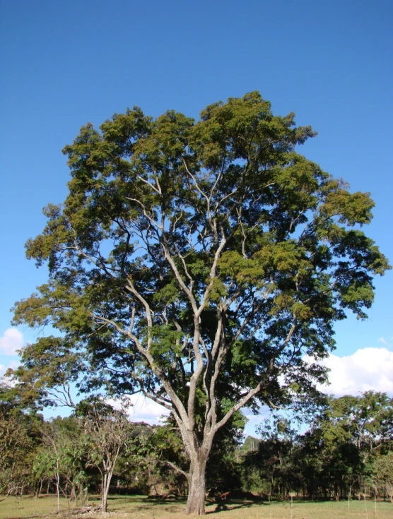 a lone tree in an open green field