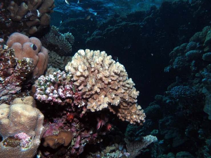 there are many varieties of corals in this area