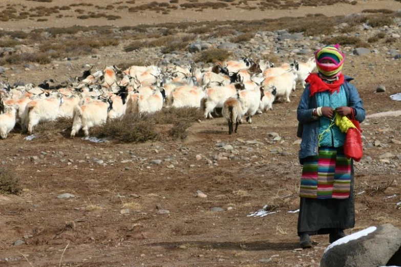 a woman standing next to a herd of sheep on a dry field