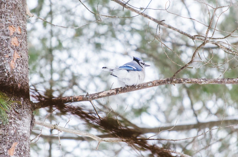 a blue jay perches on a limb among the trees