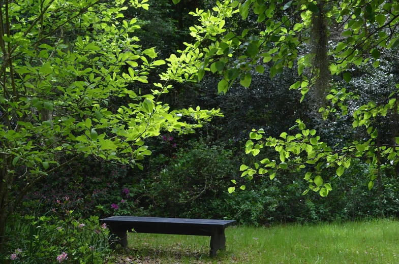 a park bench and trees in the background