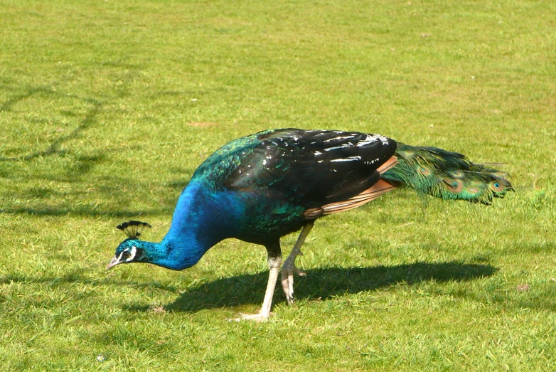 there is a peacock that is standing in the grass