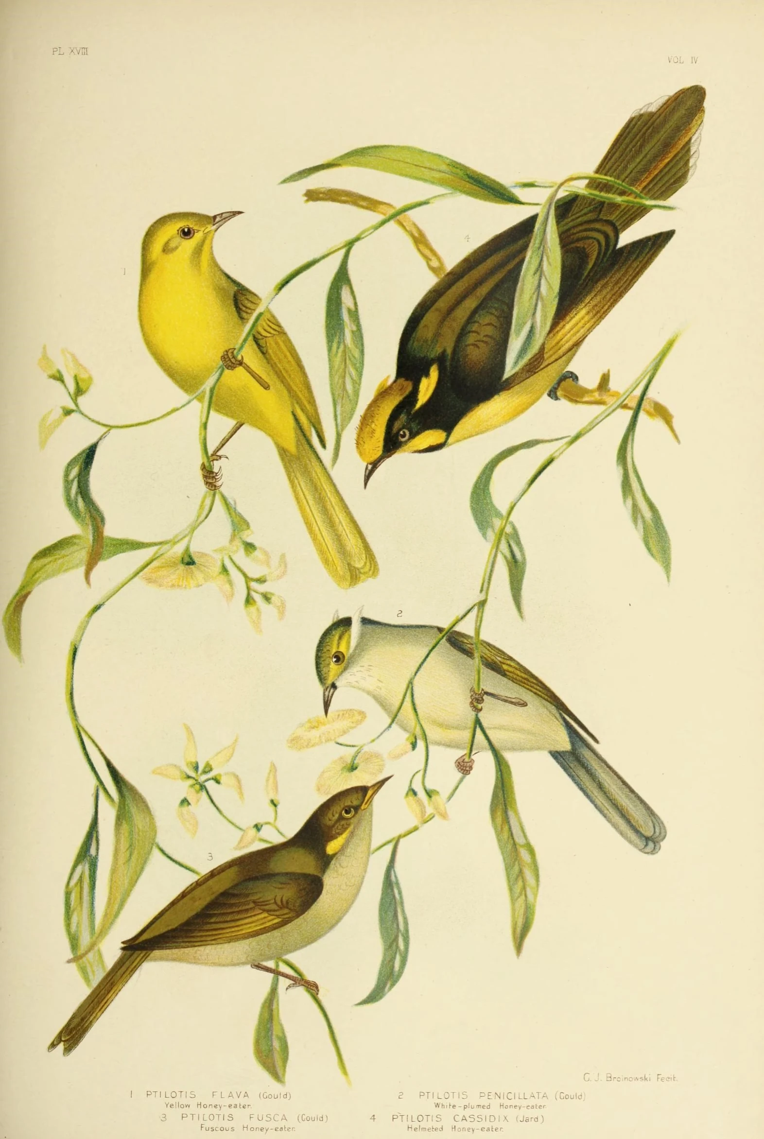 a bird print from the early century showing several finchs