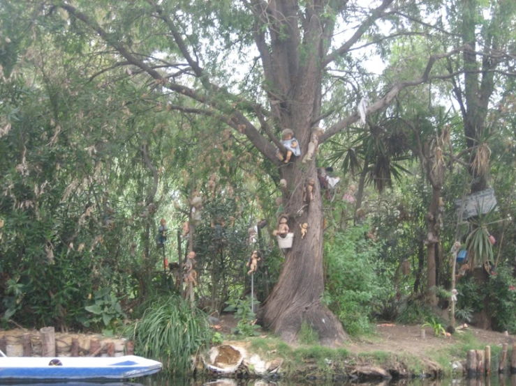 a group of people climbing up the side of a tree next to a lake