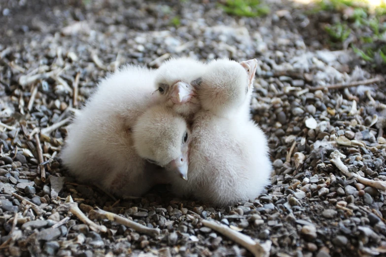 two baby white birds cuddle together in the rocks