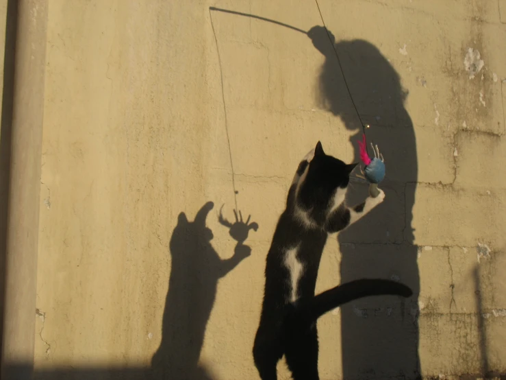 a cat on the ground playing with its shadow