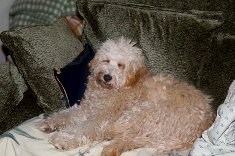 a gy dog laying on a blanket in a living room