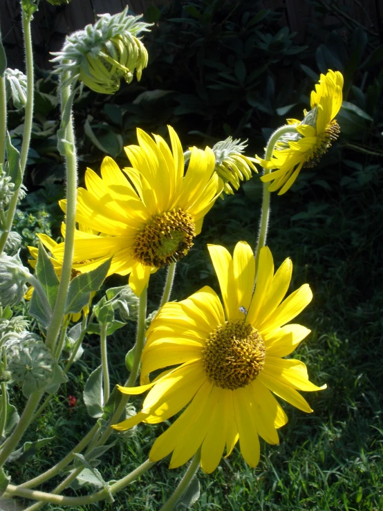 a close up of a yellow flower