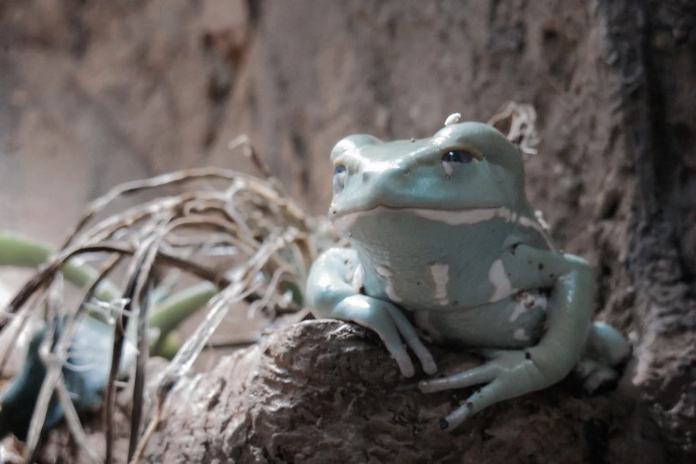 a blue frog sits on top of the tree trunk