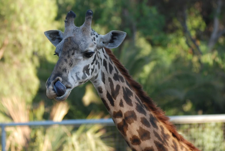 a giraffe's head is seen in a fenced area