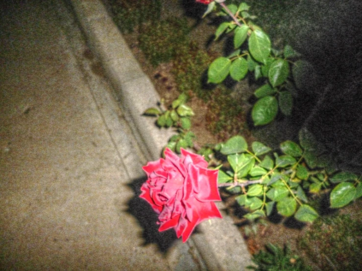 a single rose flower is resting by the curb