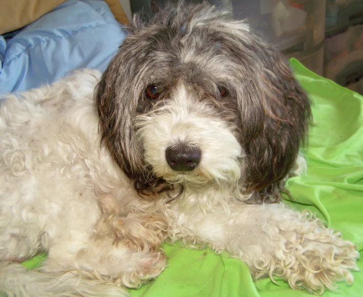 dog laying on a bed, covered in green sheets