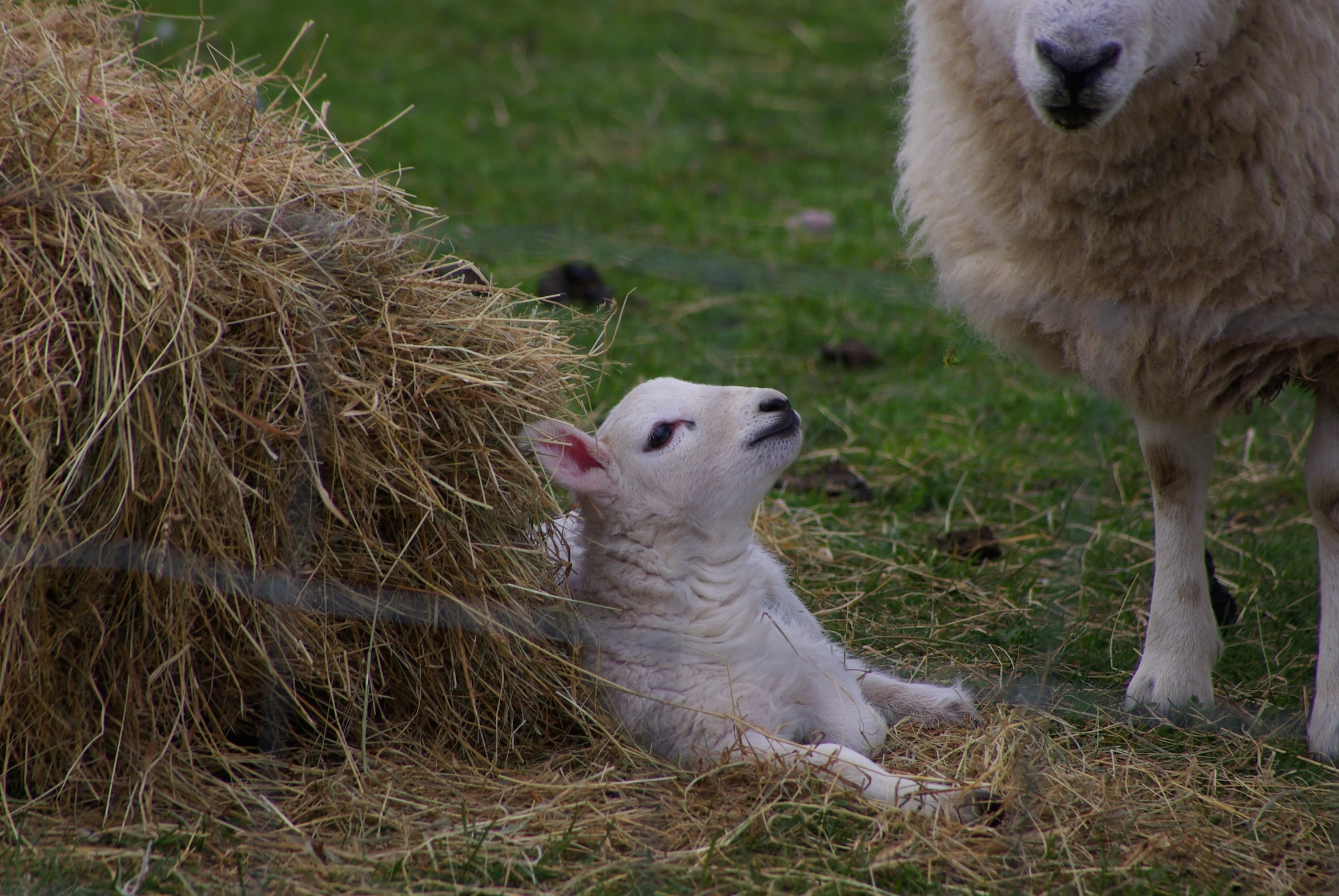 a sheep laying in the grass next to some hay