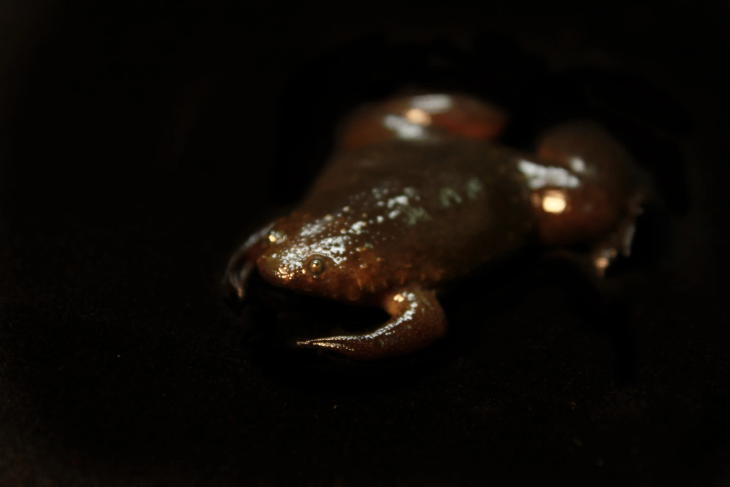 the top of a frog with gold colored body and eyes