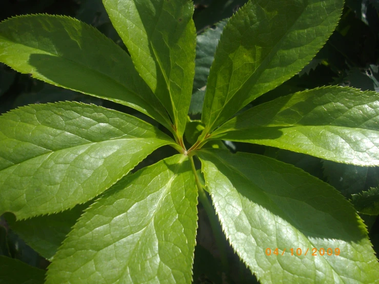 a green leaf of a plant on the outside