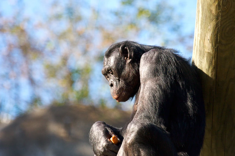 a monkey with its head on a tree