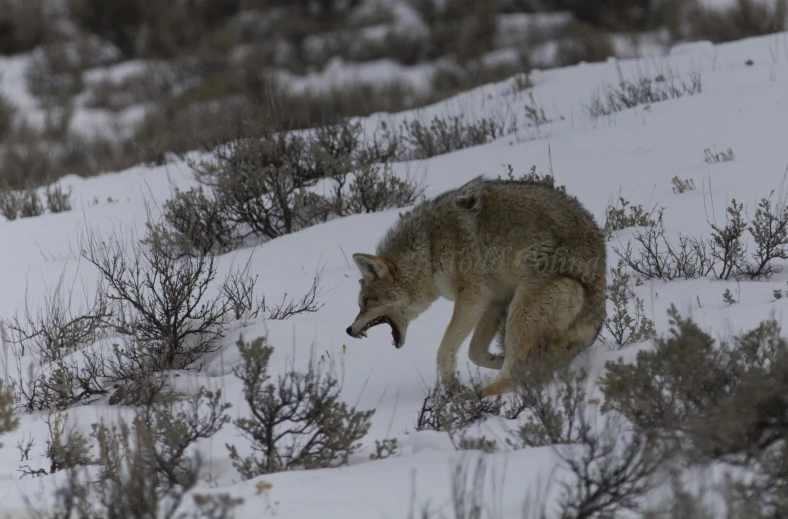 a lone wolf walking in the snow next to bushes