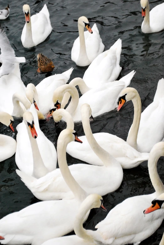 many white geese are swimming in the water