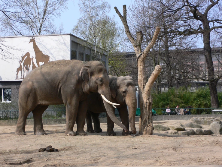 a couple of elephants standing next to each other near trees