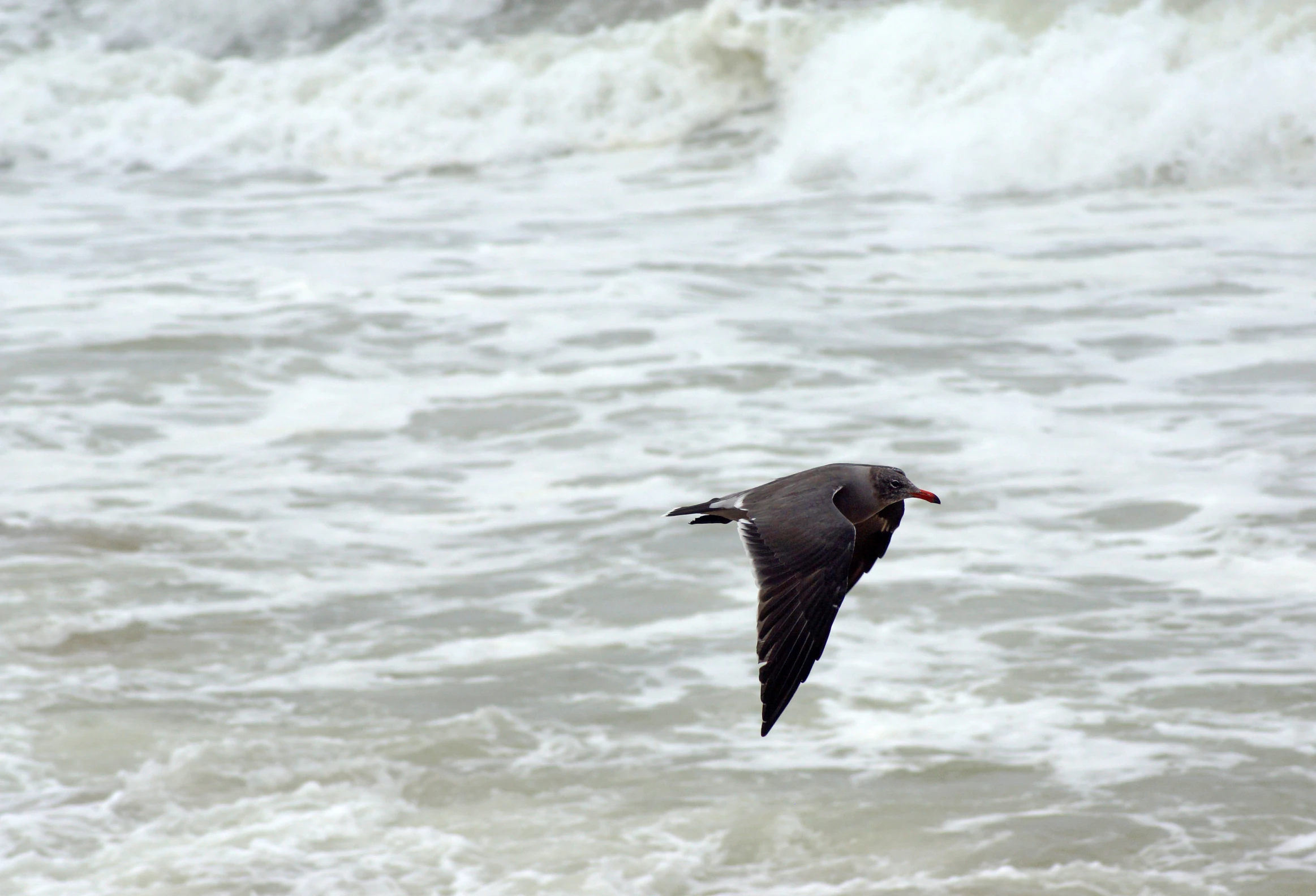 a bird flying over water with the waves breaking