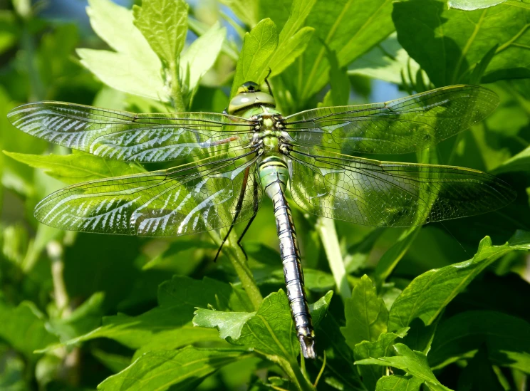 a large green dragon is standing in some leaves