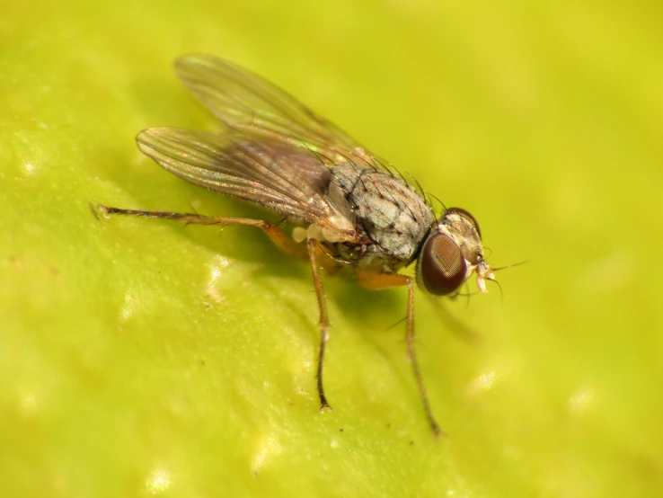 a close up of a fly on the inside of a plant leaf