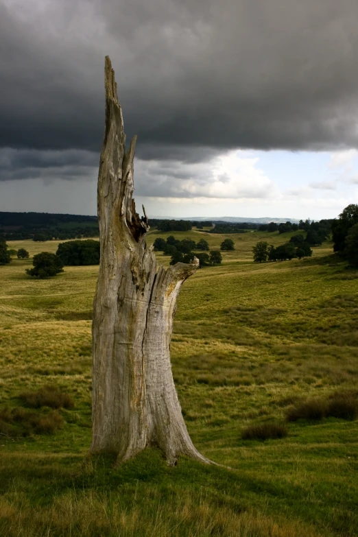 a dead tree stump in the middle of nowhere