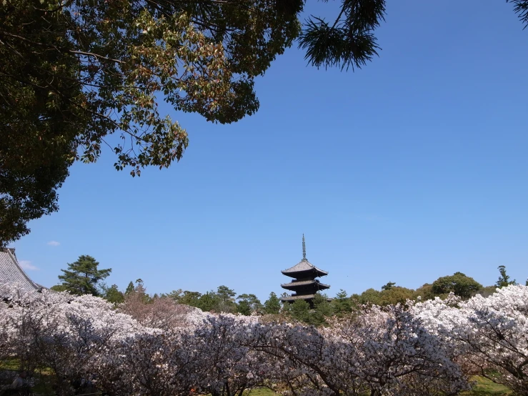 a pagoda and some cherry blossoms on a tree lined field