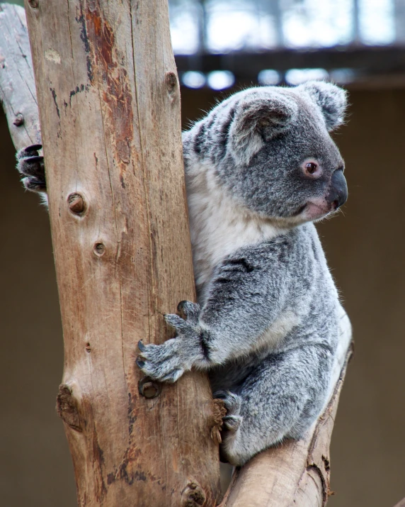 a koala sits on top of a nch and looks at the camera