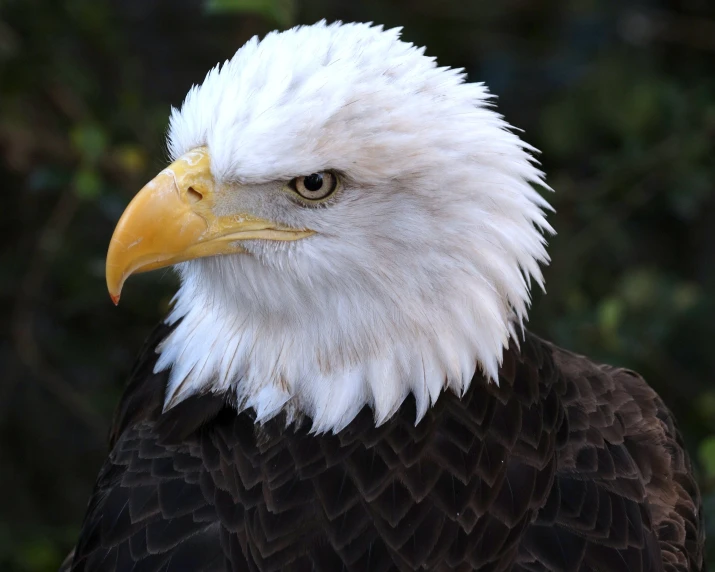 the large white eagle has a white crown and black body