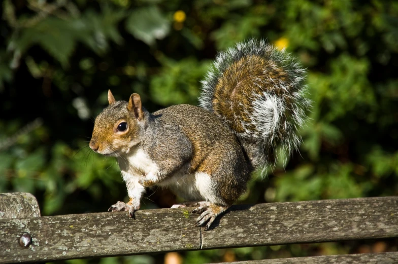 the squirrel is standing on a wood rail