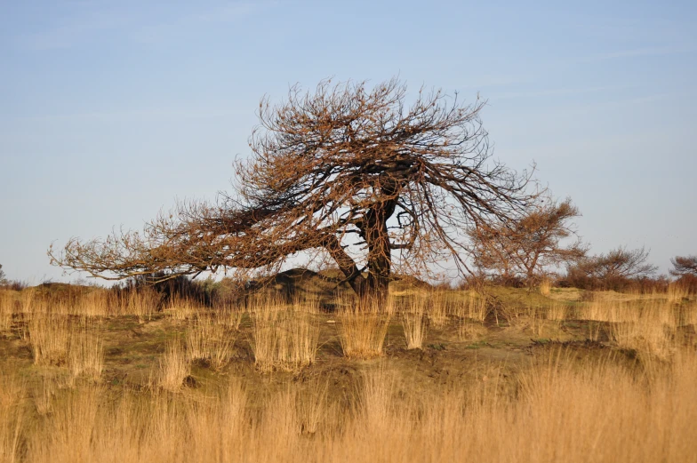 a brown tree in the middle of a field