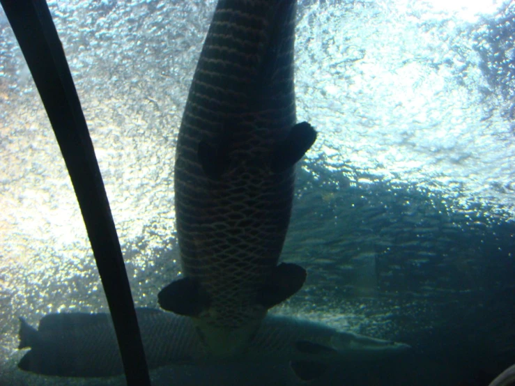 an underwater view of a fish in an aquarium