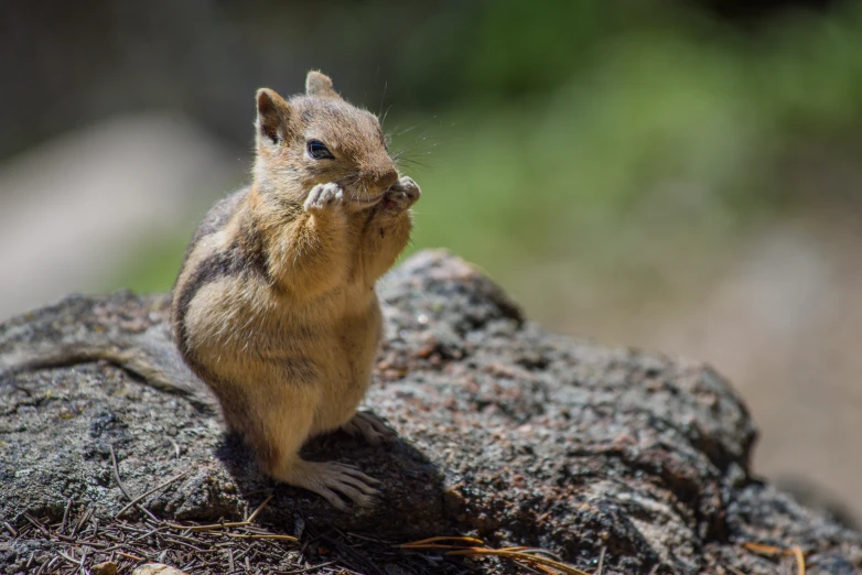 a small chippy standing on it's hind legs on a rock