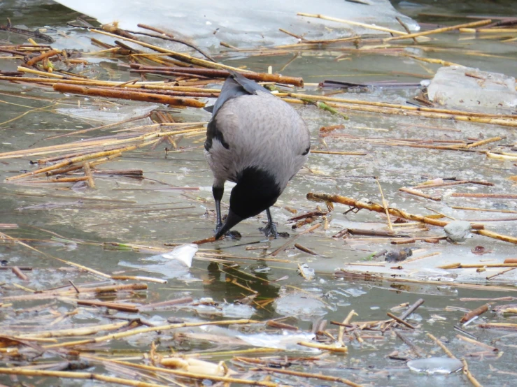 a bird is eating soing in the water