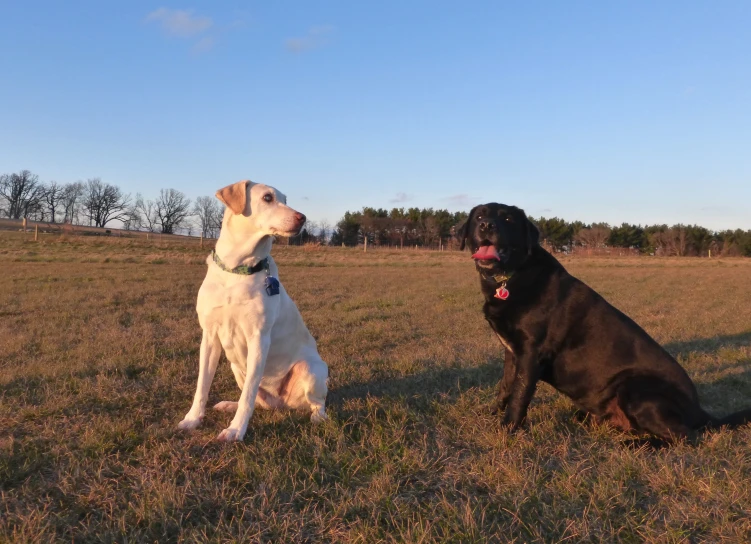 two dogs sitting in the grass at sunset