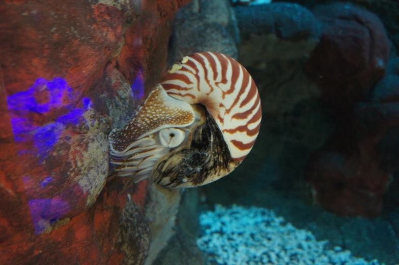 a close up of a snail sitting on top of rock