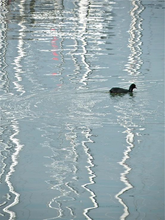 a bird swims on top of the water