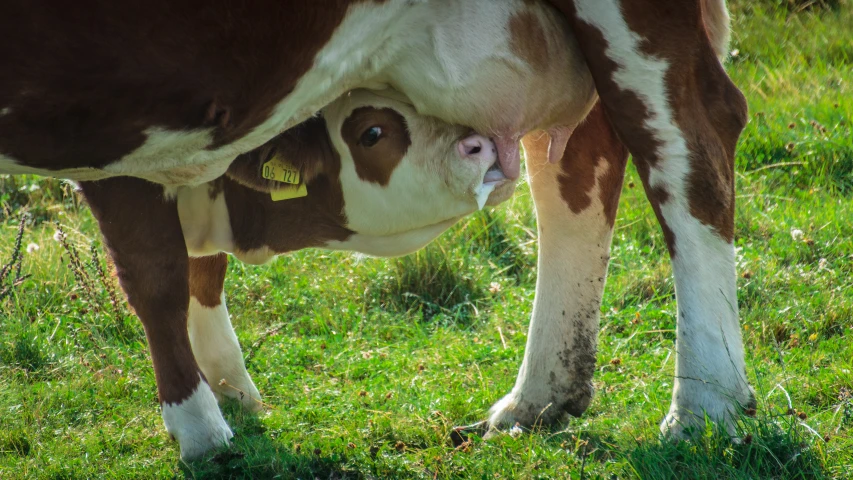 the cow is bending down to eat some grass