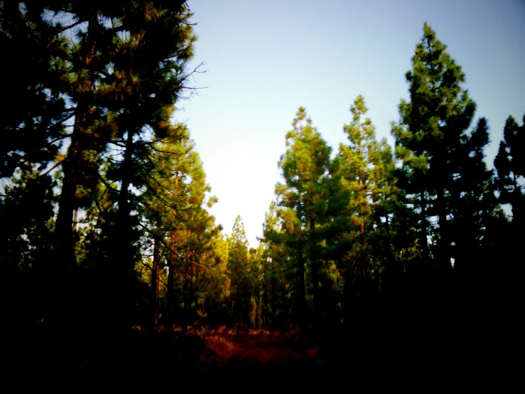 many trees that are standing in the woods