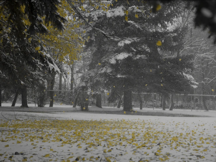 a large field covered in yellow leaves under a snow covered sky