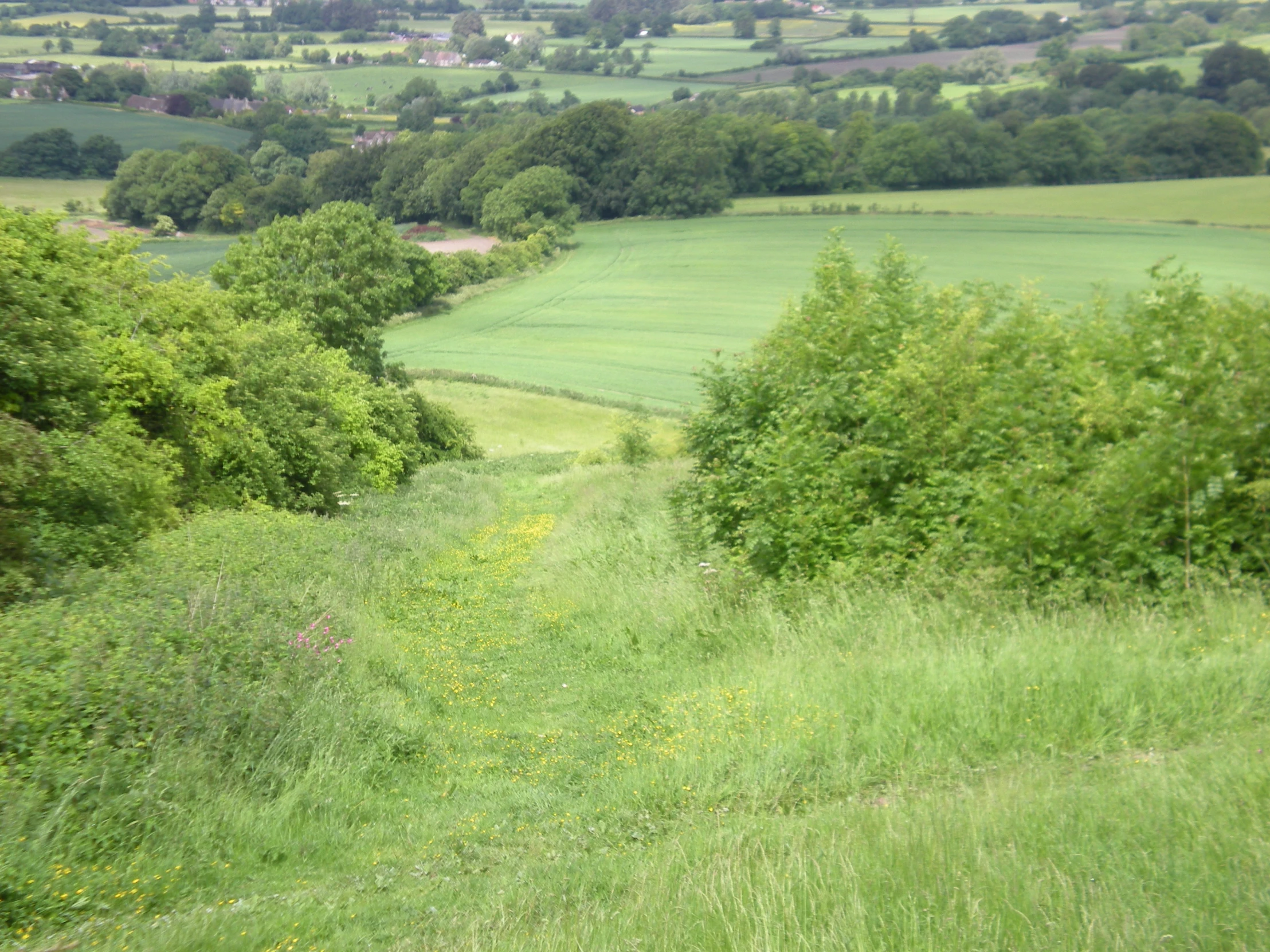 a large open field with trees and grass on the sides