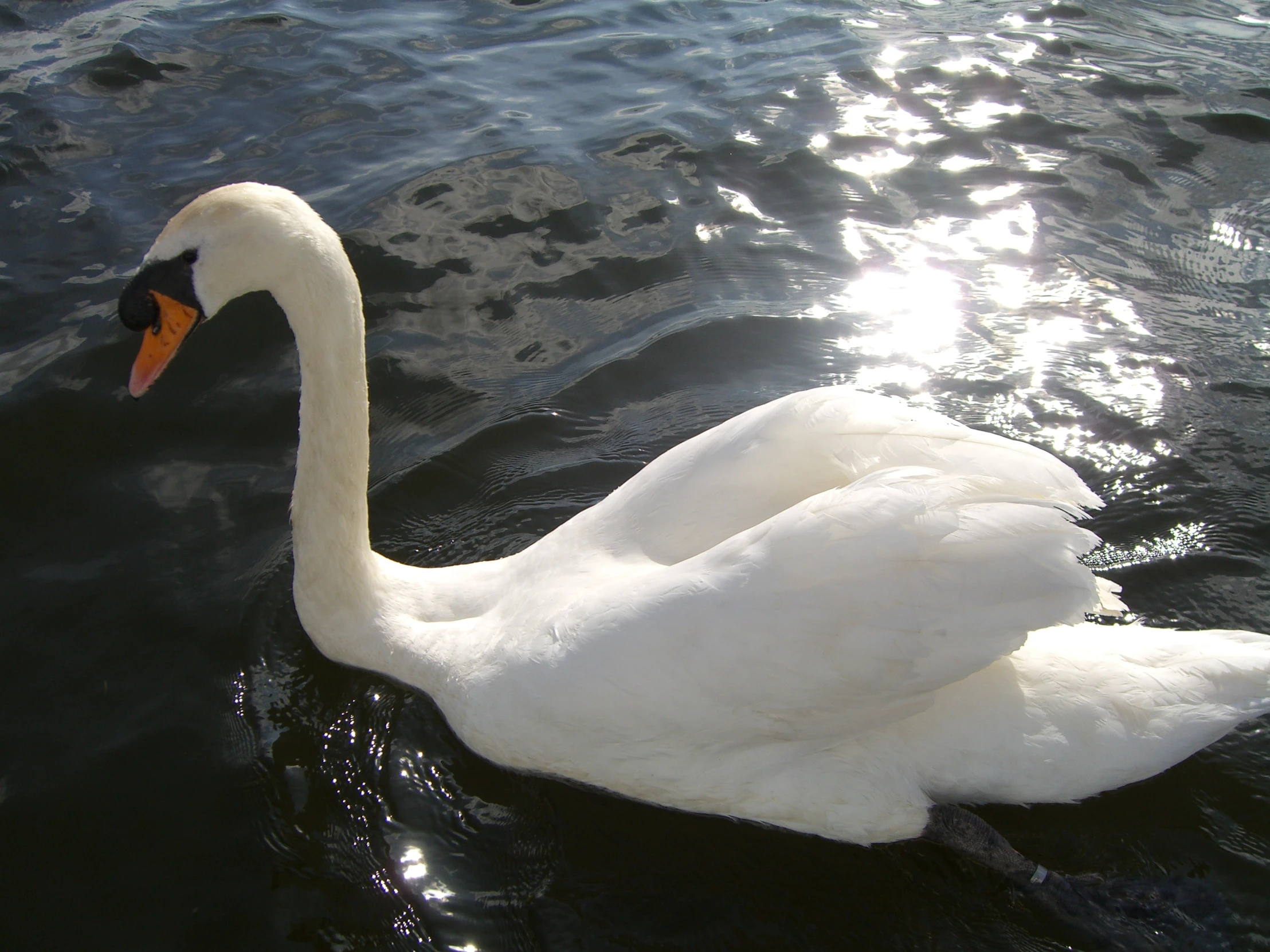 a white swan floating on top of the ocean