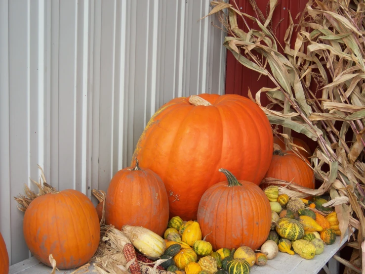 a bunch of pumpkins next to some gourds on a table