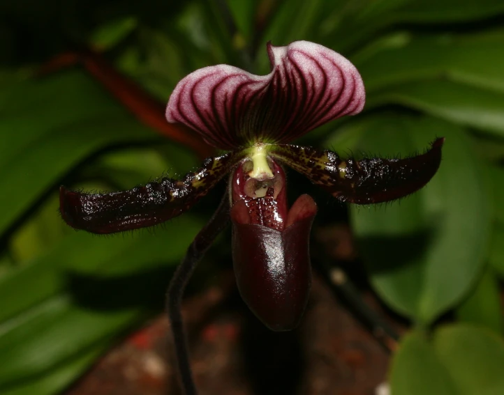 a flower with its bright, purple and white petals